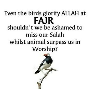 Meet your Posher, Hamdan